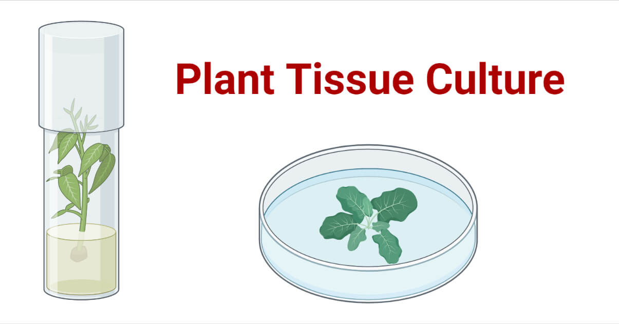 Basic Plant Tissue Culture